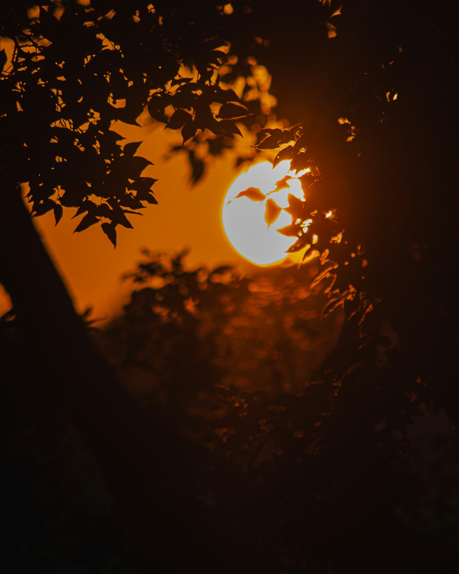 A low orange sun glowing through dark leaves